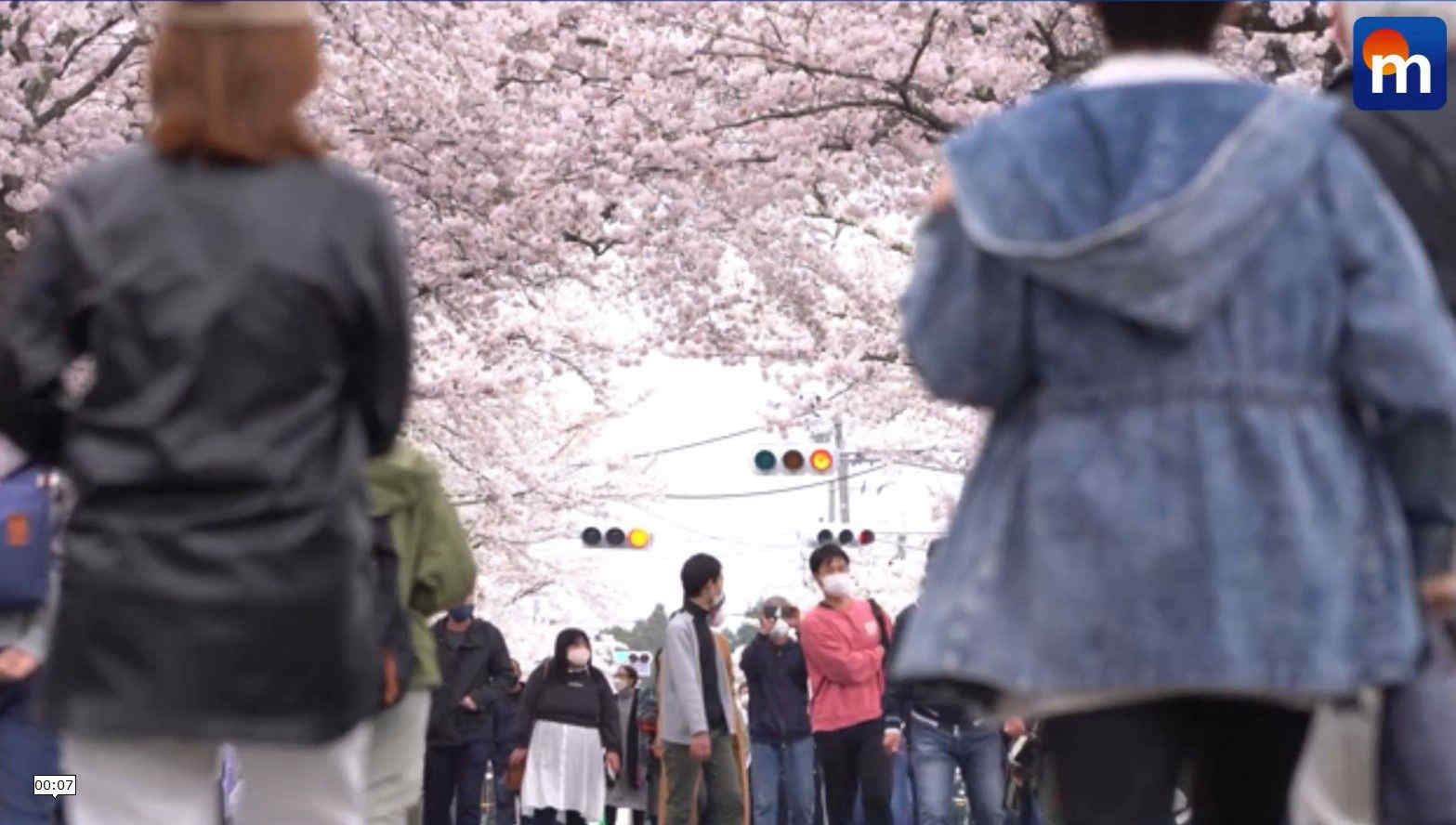 A Fukushima dopo 12 anni riapre la città vicina con la fioritura dei ciliegi. VIDEO