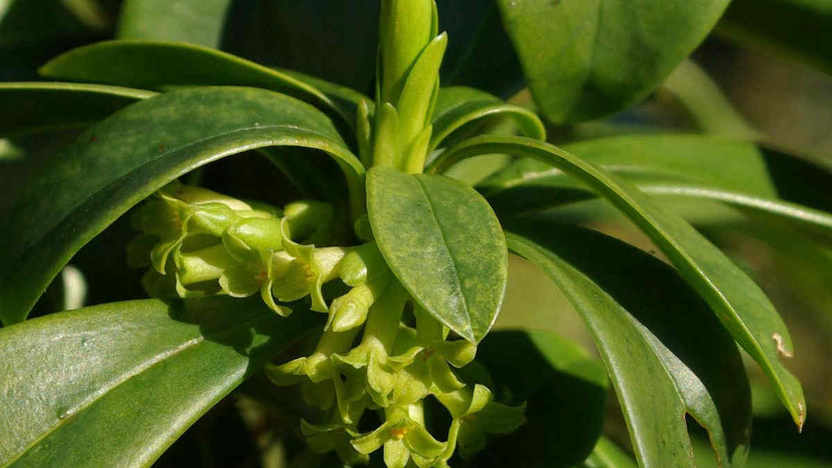 Laureola, una pianta sempreverde che sembra alloro ma è velenosissima