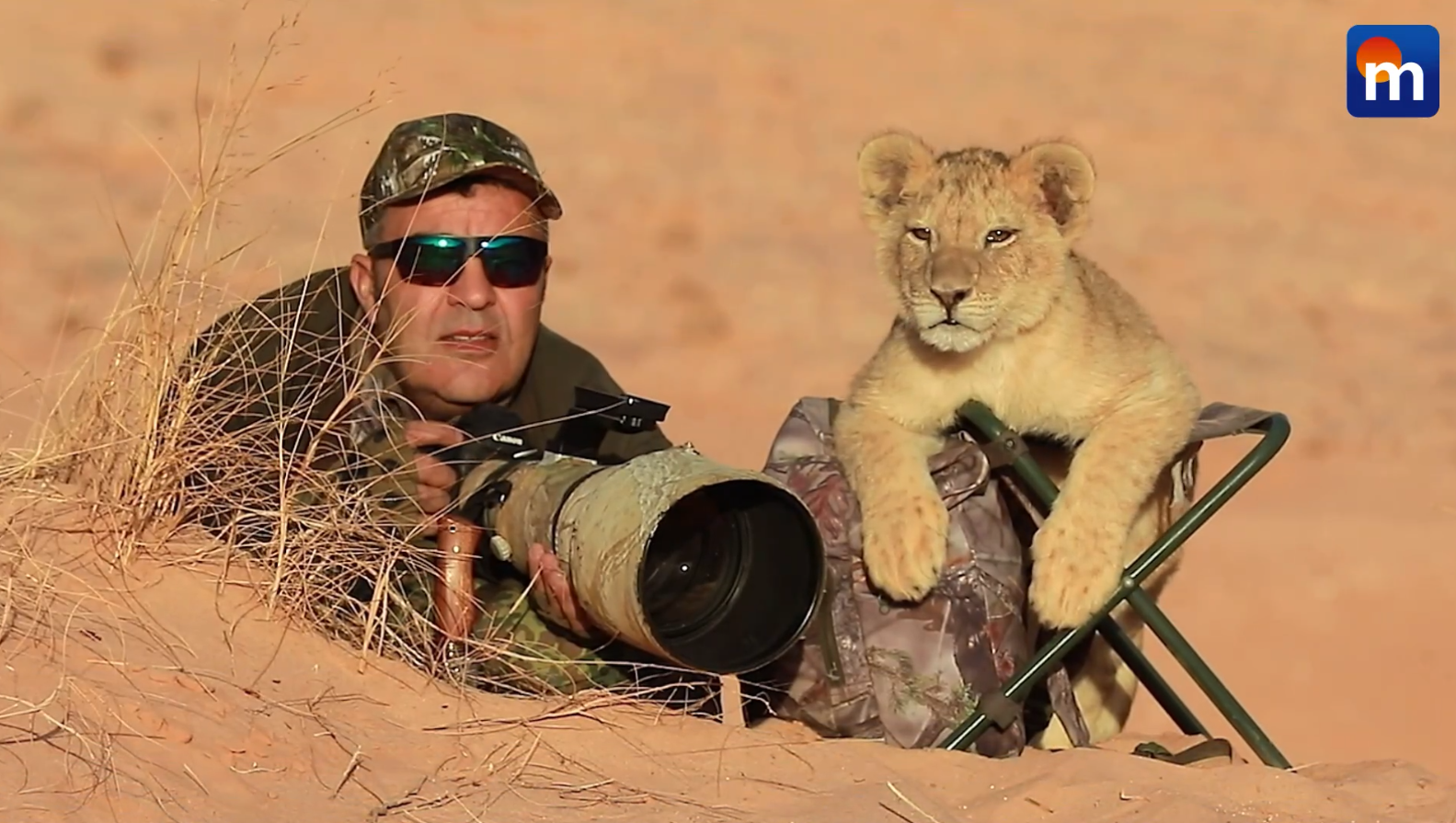 Il fotografo e il cucciolo di leone: il tenero incontro. VIDEO