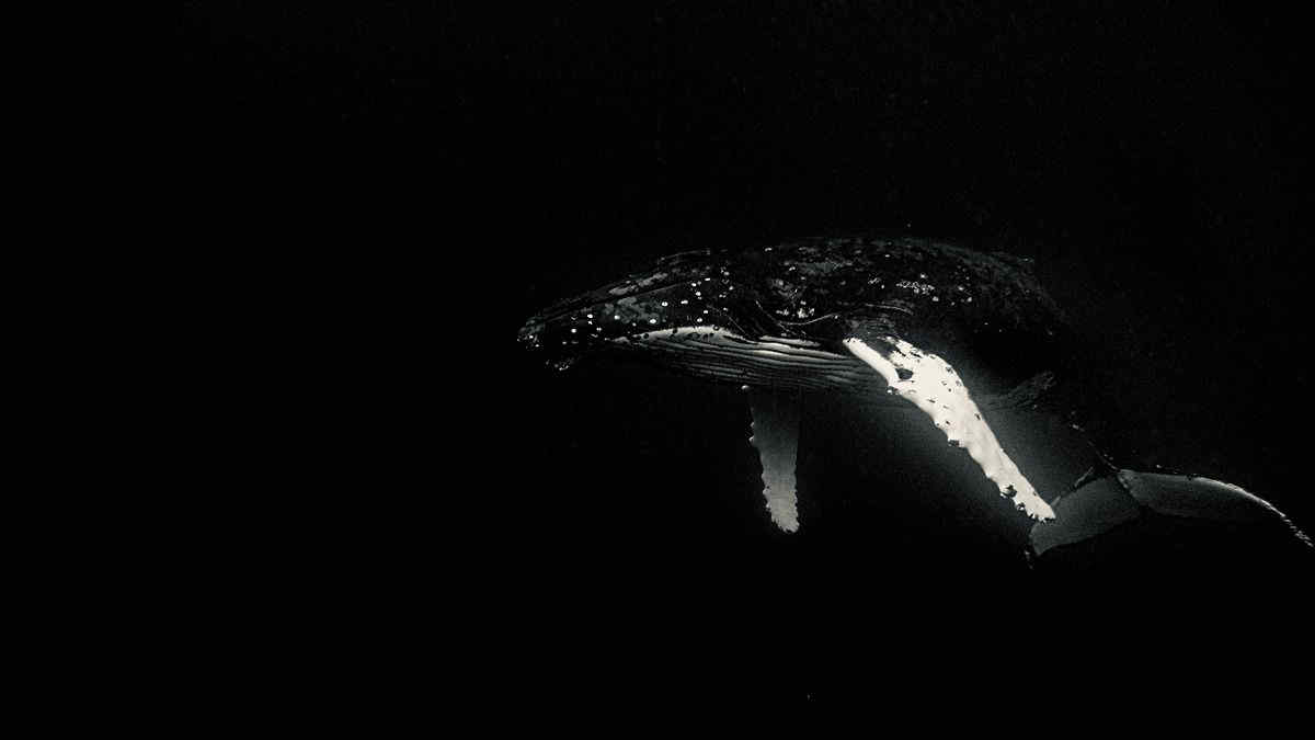 Rara megattera avvistata nel Mar Ligure: balzi ed evoluzioni del cetaceo visibili dalla spiaggia