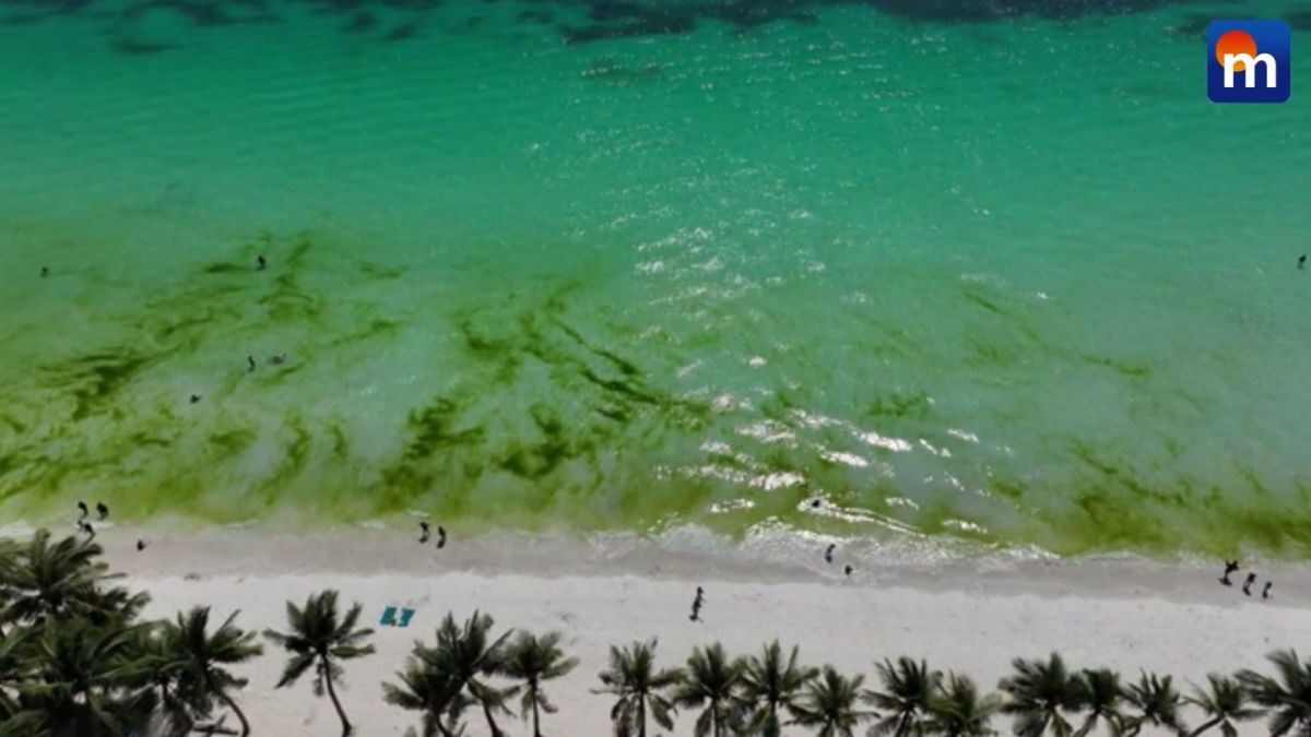L’invasione delle alghe verdi: ecco perché non è una buona notizia. VIDEO