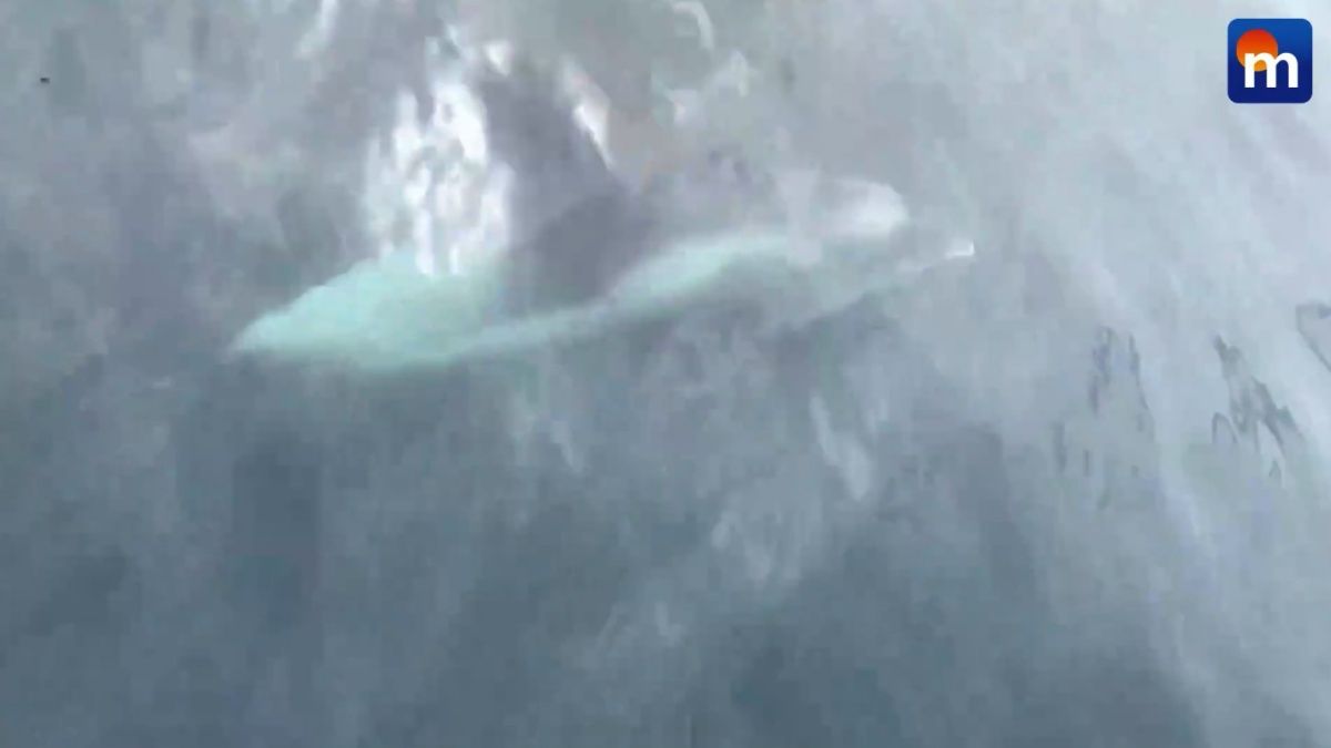 A tu per tu con i delfini dal becco bianco: le immagini incredibili. VIDEO