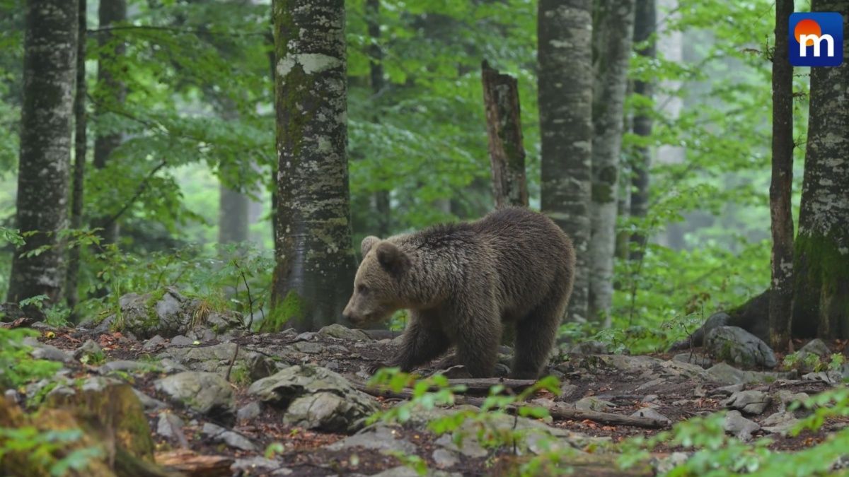 Attacco dell'orso in Trentino, perché in Abruzzo la convivenza funziona meglio. VIDEO