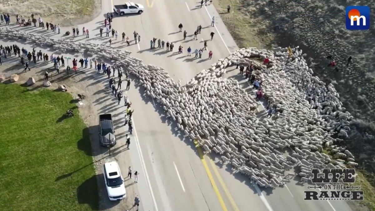 Gregge di 2.600 pecore attraversa l’autostrada: le immagini. VIDEO
