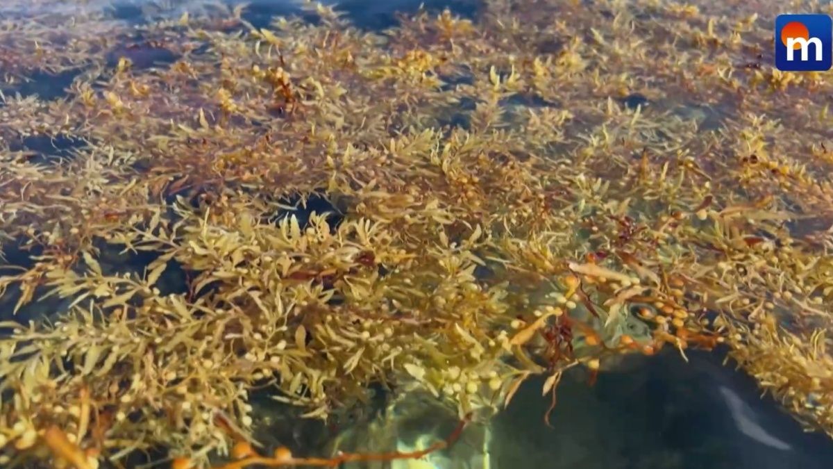 L’invasione dell’alga sargasso: così l’attività umana strangola l’Atlantico. VIDEO