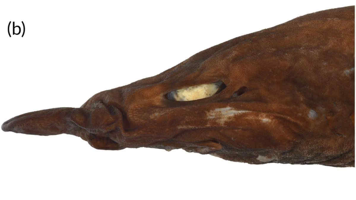 A new species of perfectly white-eyed devil shark has been discovered
