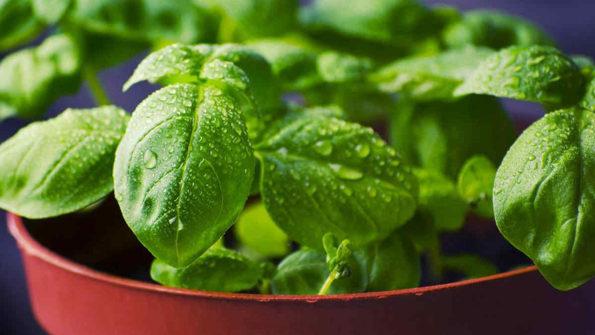 5 trucchi per coltivare il basilico sul davanzale (e averlo rigoglioso per i piatti estivi)
