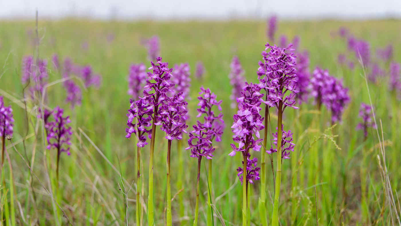 Orchidee selvatiche: sono specie protette da ammirare senza raccogliere