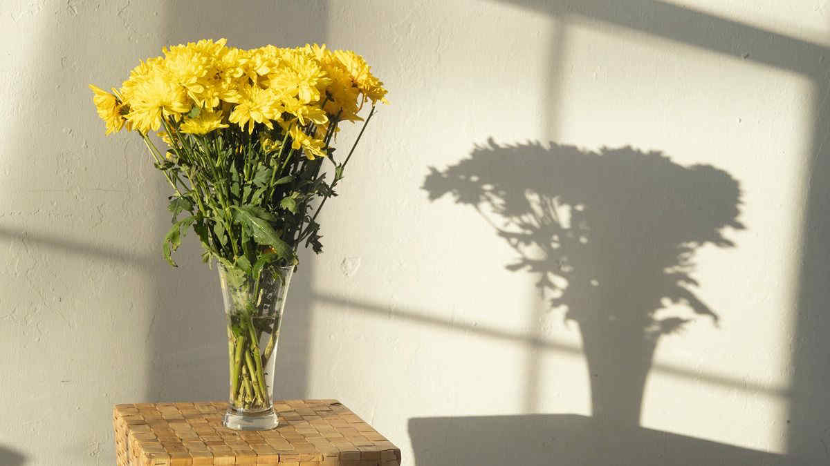 Crisantemo giallo, il fiore selvatico commestibile dalle incredibili proprietà benefiche