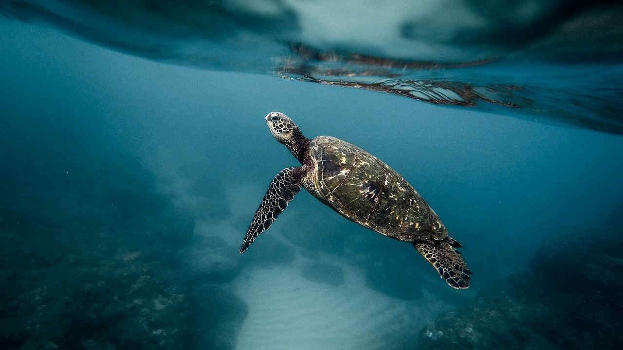 Florida, il cambiamento climatico mette a rischio le tartarughe marine: nascono più femmine dei maschi