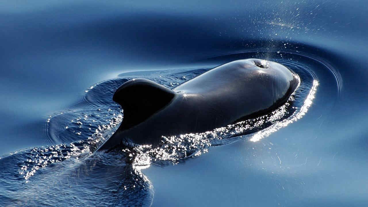 L’Islanda ha sospeso la caccia alle balene nel 2023, “soffrono troppo”: probabile stop definitivo