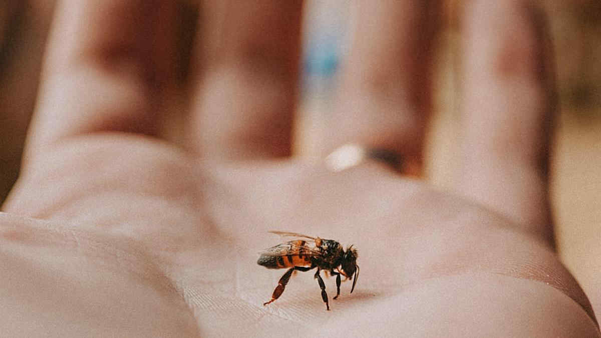 Puntura di ape o vespa: come comportarsi e a cosa stare più attenti