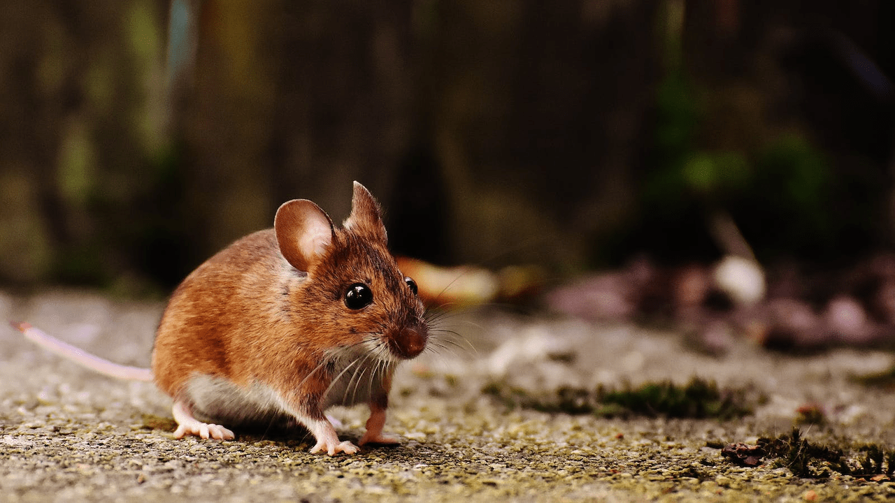 Come allontanare i topi dal cibo senza usare trappole con un metodo cruelty-free