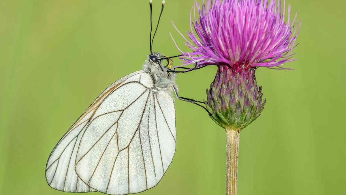 Farfalla bianca venata di nero: creduta estinta è tornata dopo un secolo