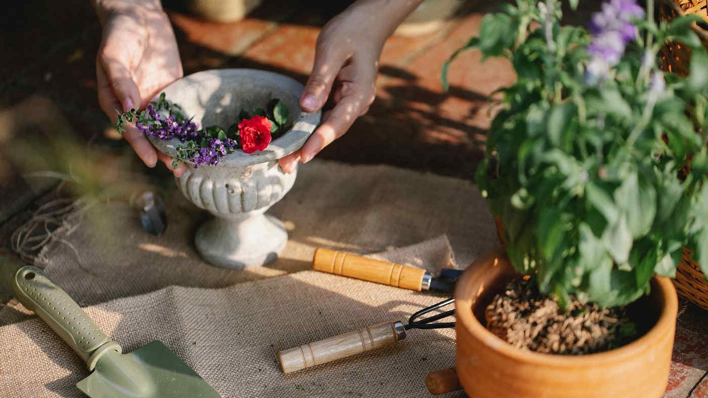 Salvia, 5 "trucchi" per coltivare in vaso o in terra l'erba sacra amica delle donne