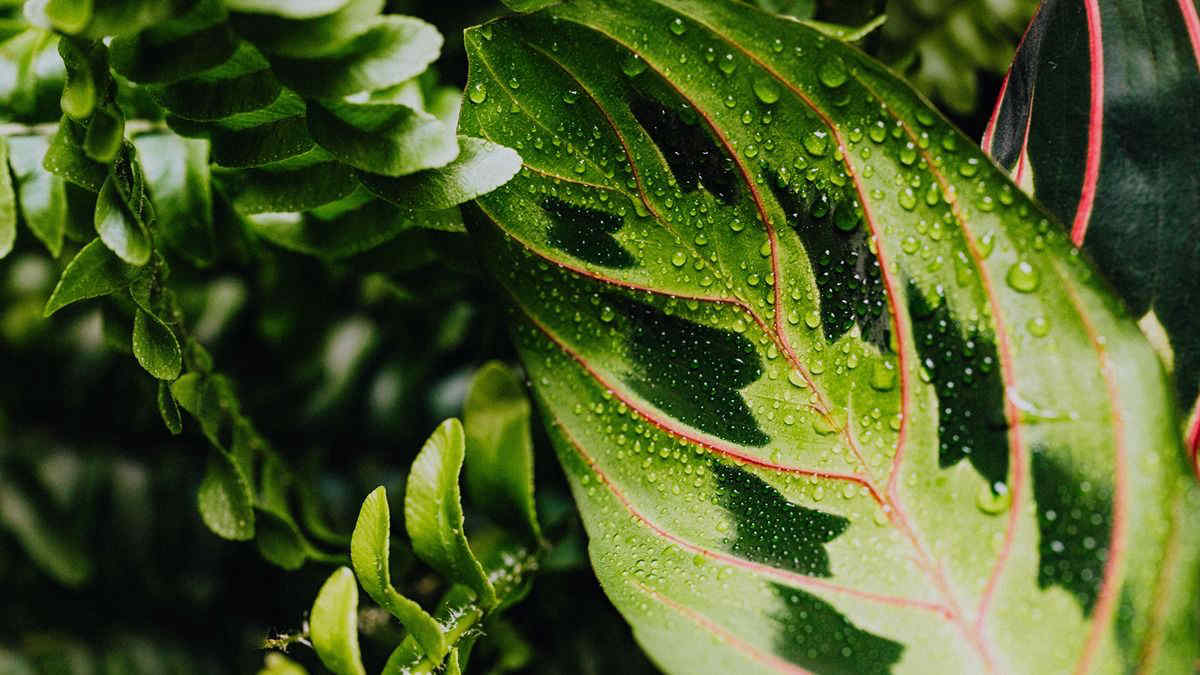 Calathea, come prendersi cura della pianta sempreverde tropicale che depura l’aria