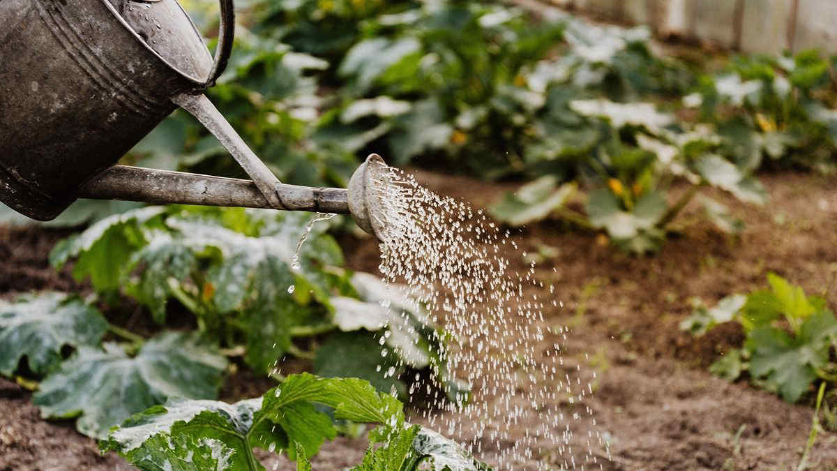 Irrigazione orto fai da te senza sprechi, 5 consigli utili