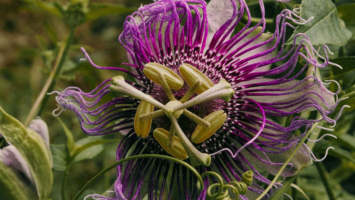 Passiflora Caerulea, come coltivare la pianta rampicante della passione