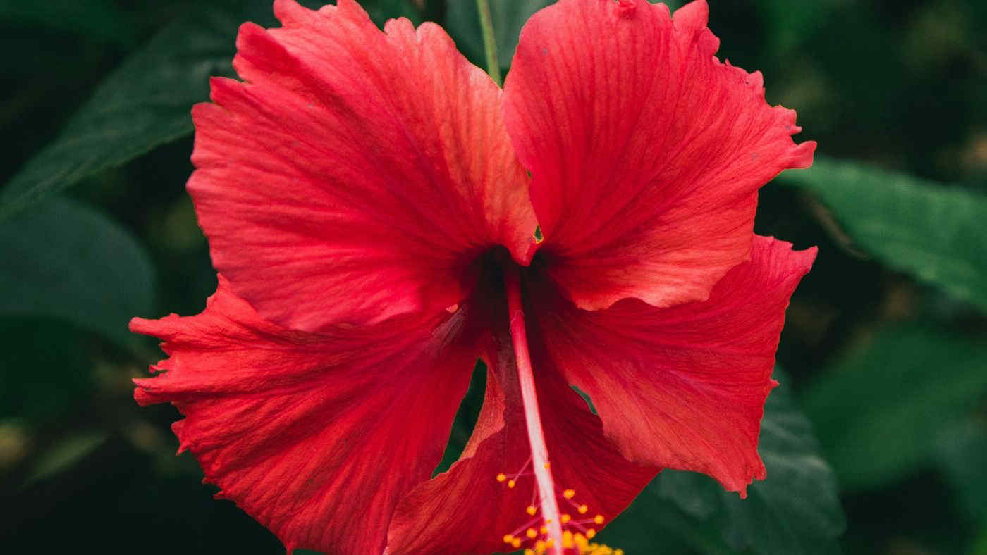 Ibisco, come prendersi cura del fiore del karkadè