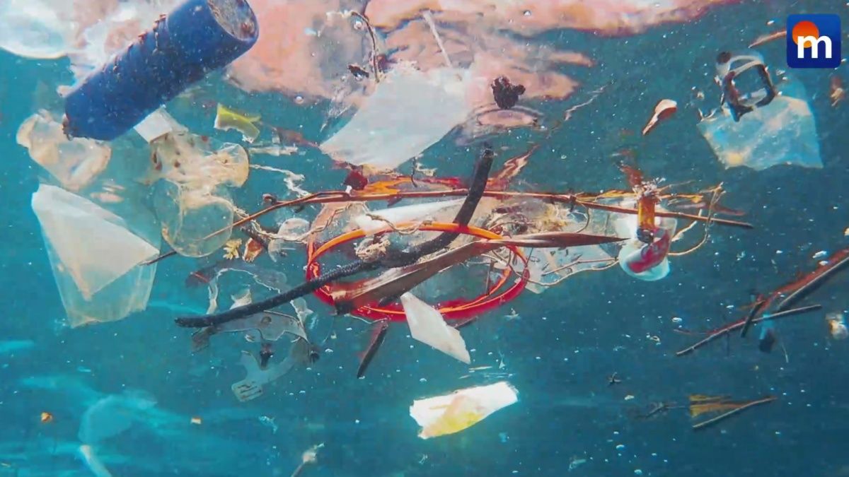 L'allarme Wwf: “Tra 30 anni in mare più plastica che pesci”. VIDEO