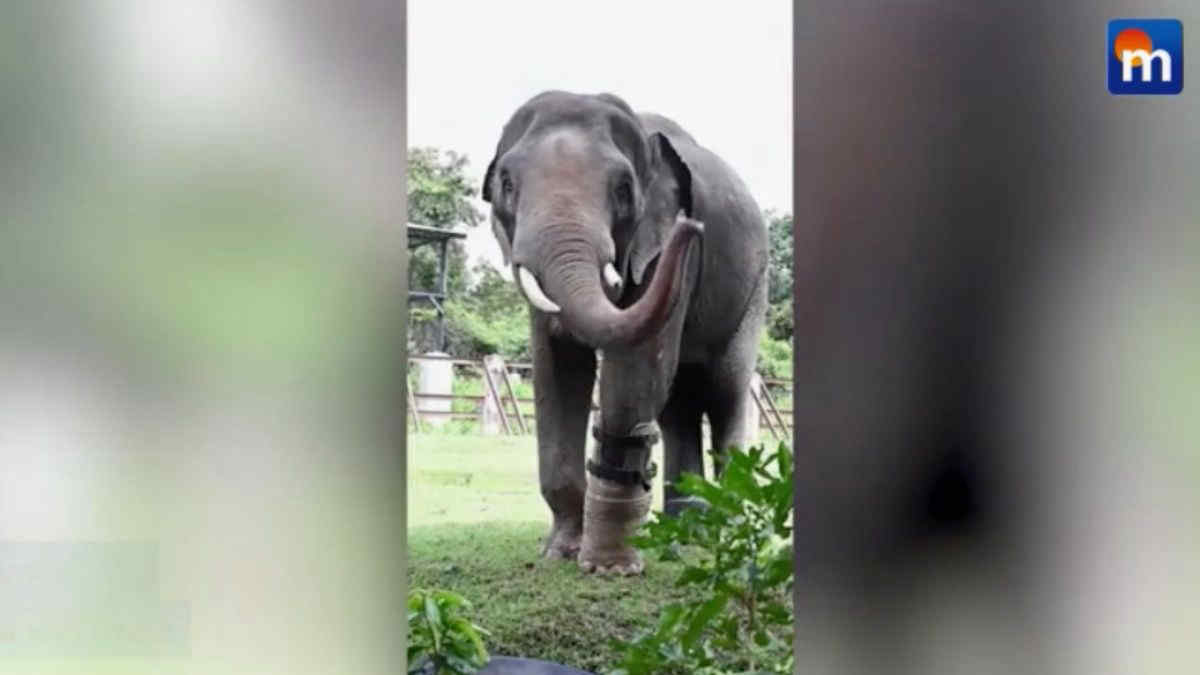 L’elefante ferito torna a camminare grazie a una protesi speciale. VIDEO