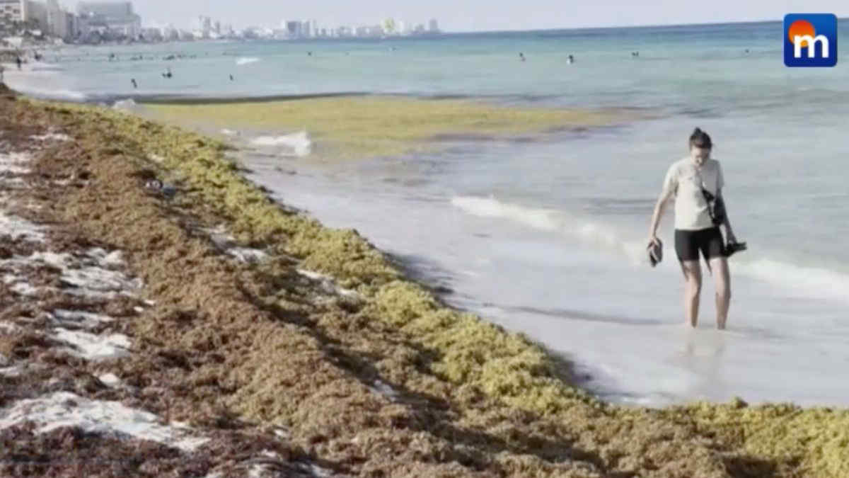 Il sargasso soffoca i Caraibi, i turisti in spiaggia tra le alghe. VIDEO
