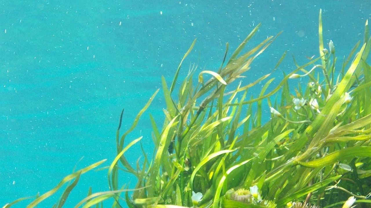 Come combattere fame e cambiamenti climatici coltivando le alghe, in corso uno studio