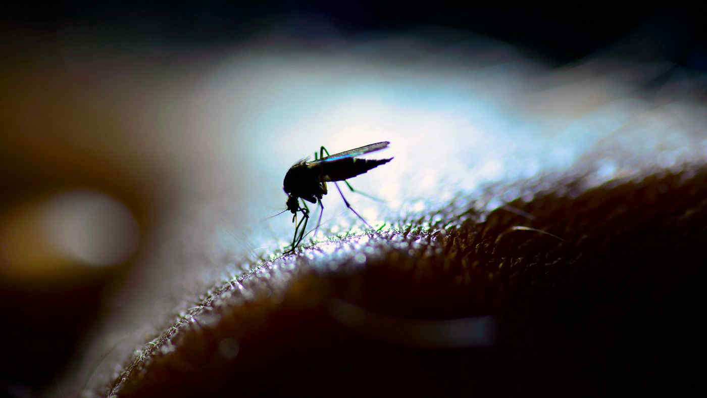 Le zanzare scelgono chi pungere, con grande precisione e in base all'odore