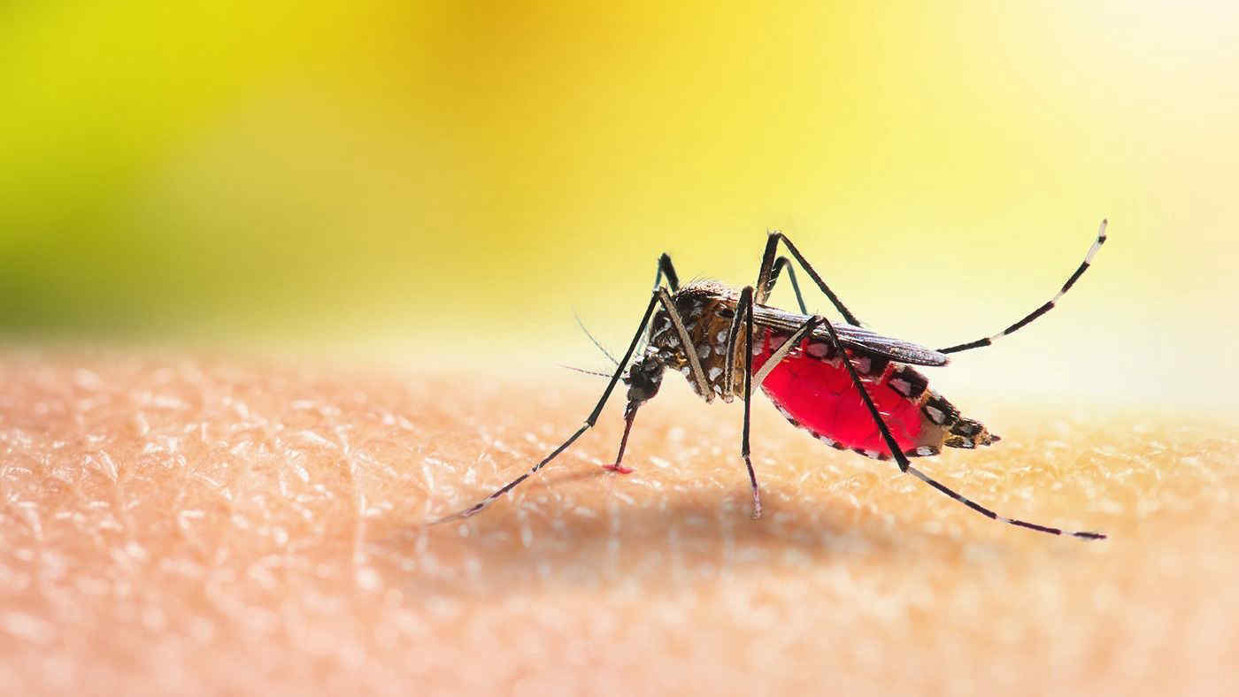 Come tenere lontane zanzare e moscerini
