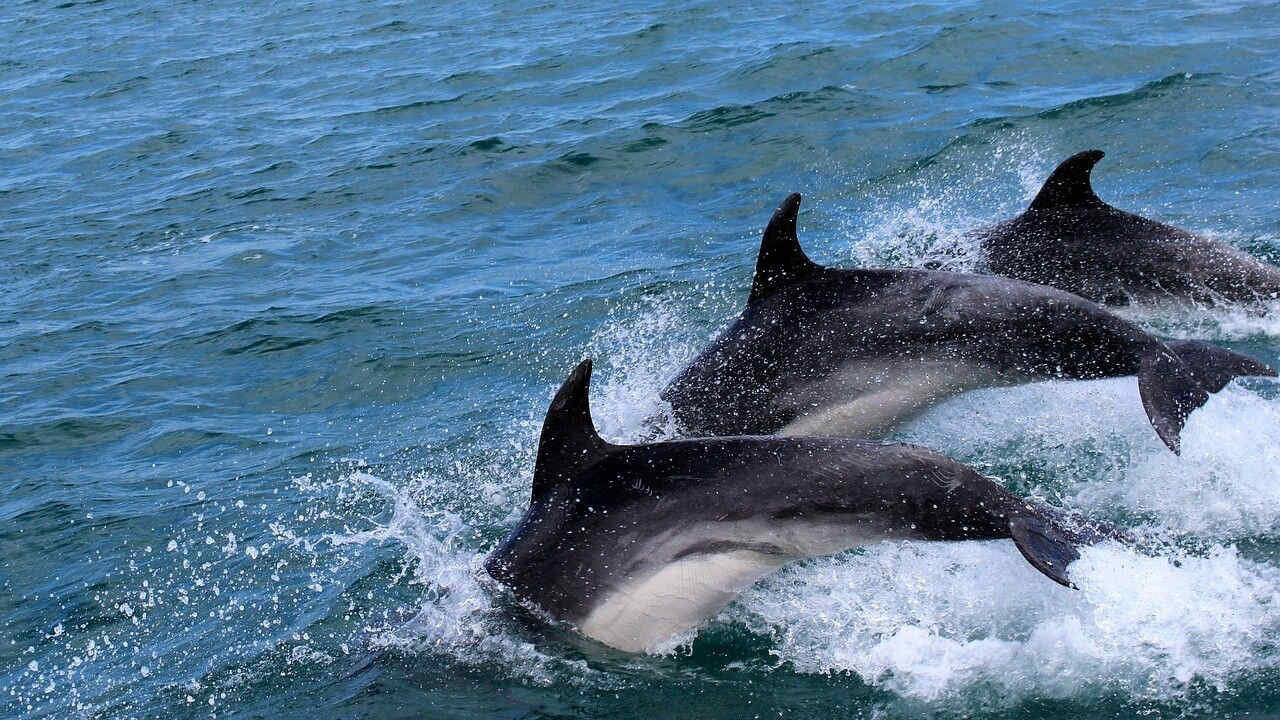 Delfini attaccano alcuni bagnanti in Giappone: ecco perché succede