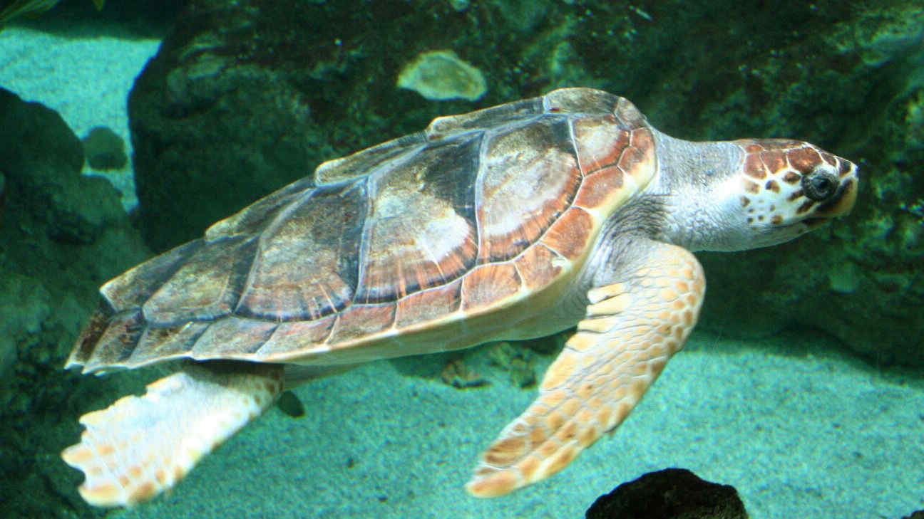 Tartarughe Caretta: nidificando sempre più a Nord in Italia, ecco cosa sta cambiando