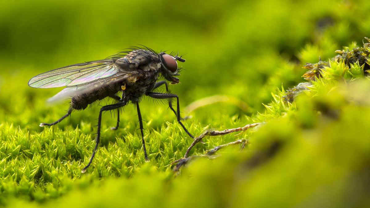 Mosche: uno studio rivela il colore che le attira, ecco qual è