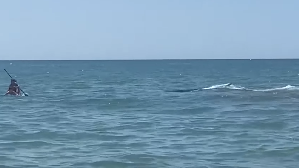 Orca in Andalusia a pochi metri dalla spiaggia, nuota tra i bagnanti: il video