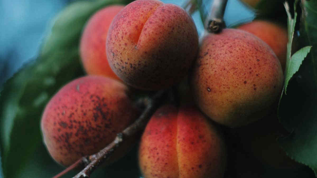 Come conservare frutta e ortaggi più a lungo in estate: ecco le soluzioni