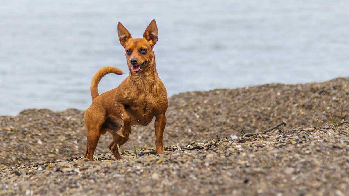 Si può portare il cane in spiaggia? Cosa dice la legge