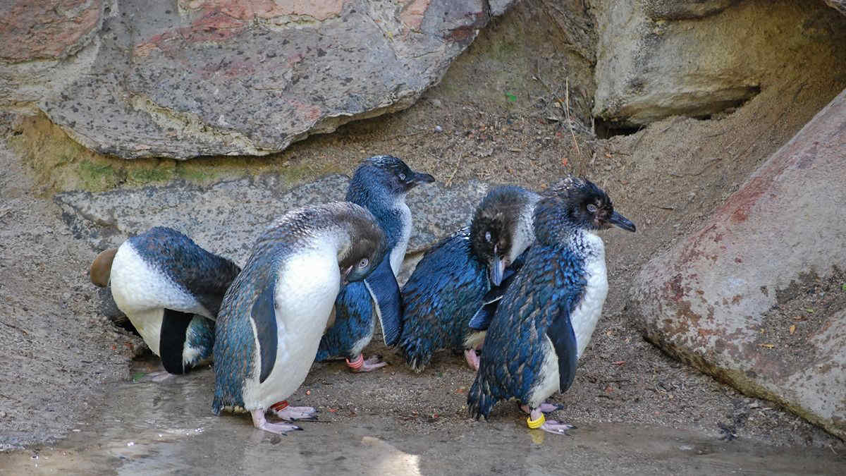 Scoperta un’antica specie di pinguino blu: è il più piccolo e antico del mondo