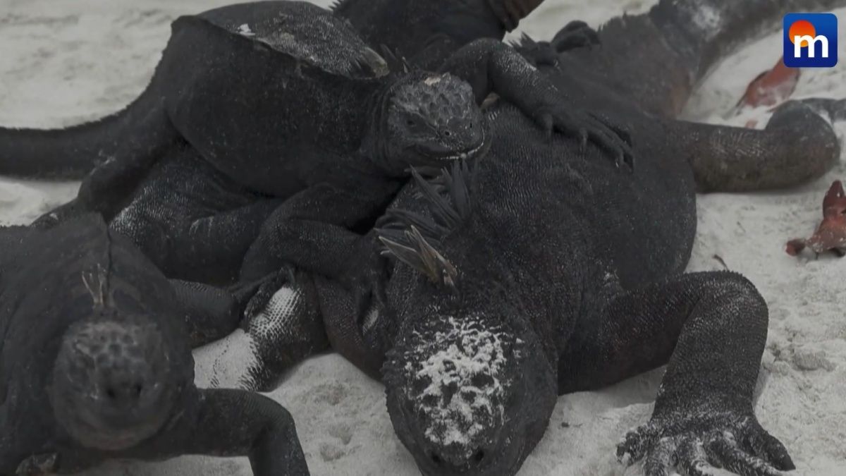 Le iguane marine in pericolo per El Niño: cosa succede alle Galapagos. VIDEO