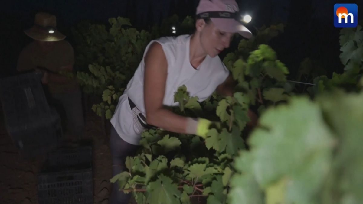 Il riscaldamento globale mette in discussione il futuro del vino. VIDEO