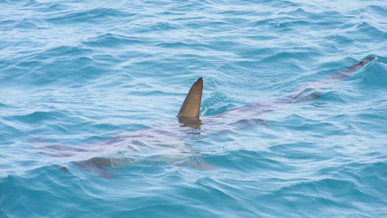 Pirenei orientali: squalo si avvicina ai bagnanti sulla costa e scatta il divieto di balneazione
