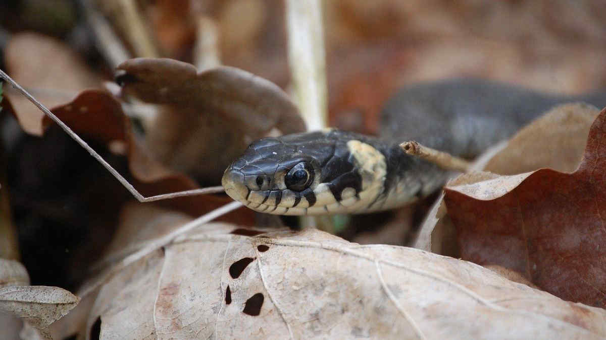 Che cosa fare in caso di incontro ravvicinato con una vipera