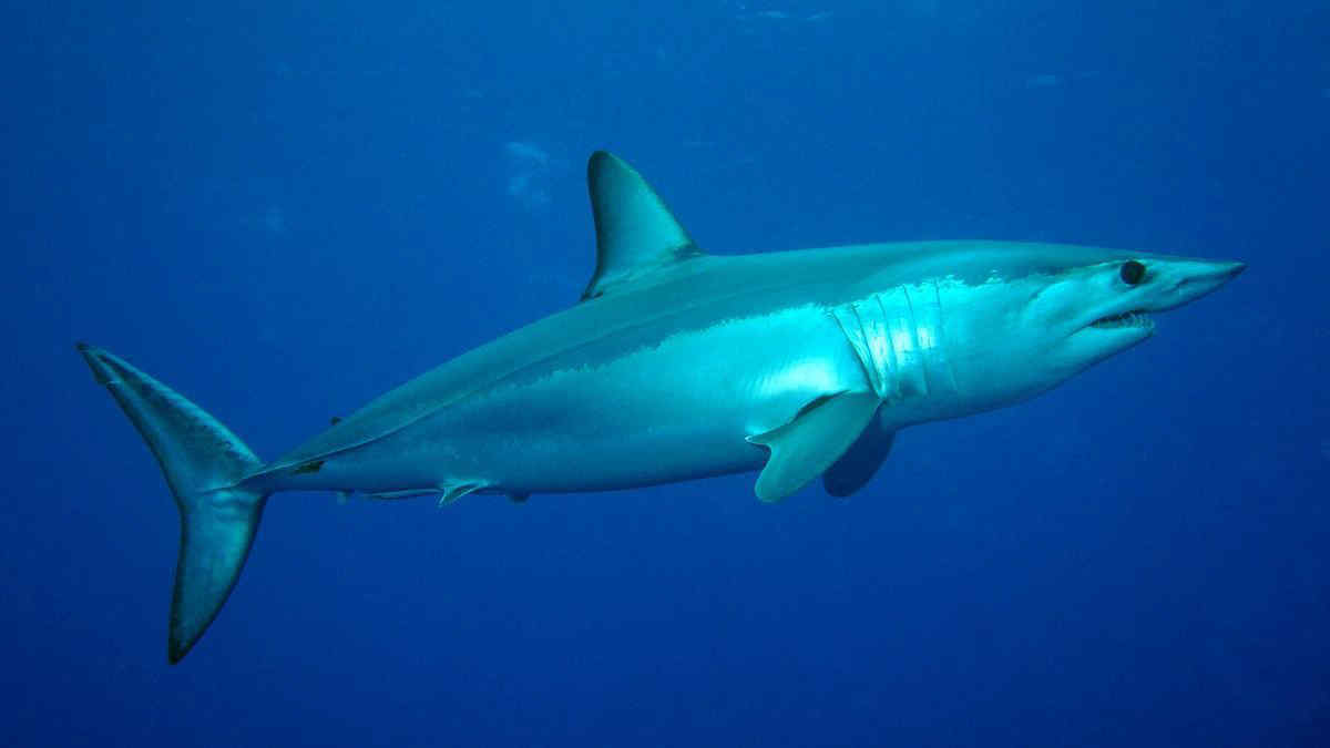 Allarme squali in Italia? Nuovi avvistamenti lungo le coste: cosa fare se ne vedi uno