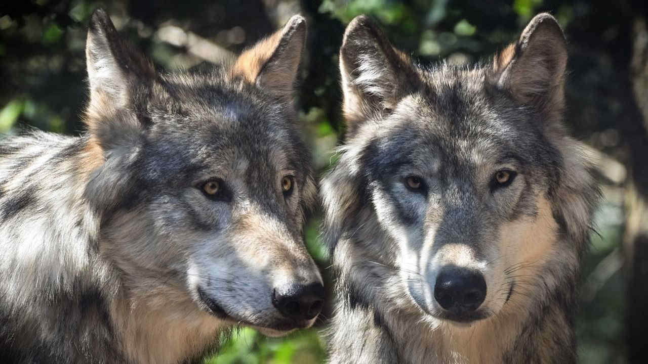 Trentino, dopo gli orsi firmato il primo ordine di abbattimento di due lupi?
