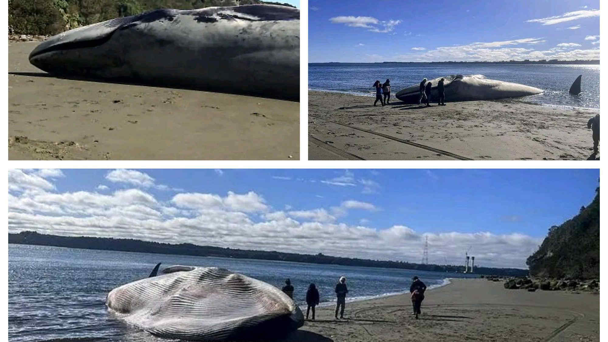 Enorme balenottera azzurra spiaggiata in Cile. Il Video