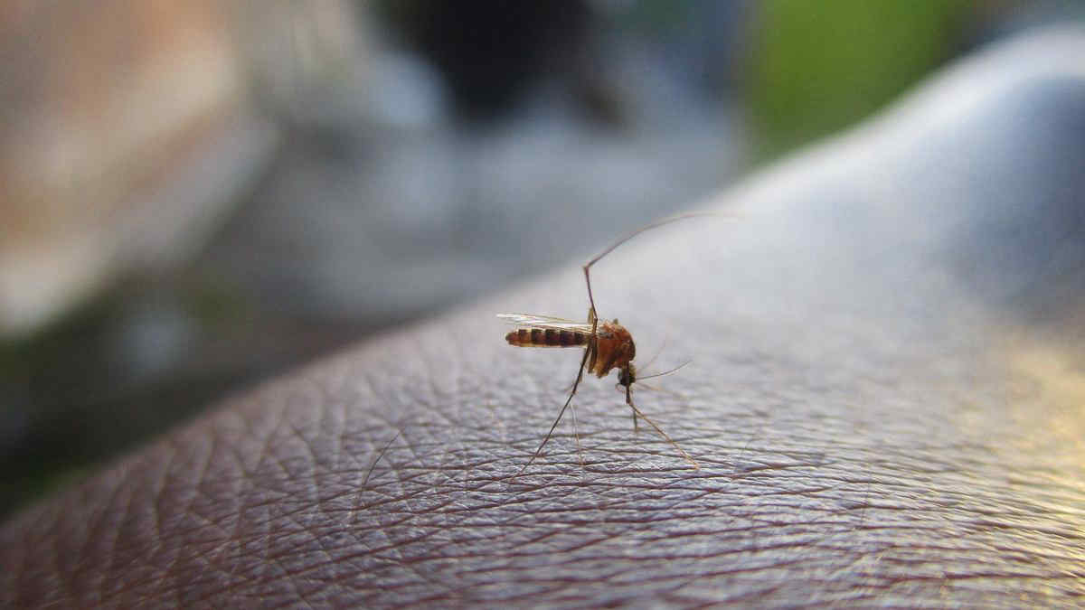 Le zanzare sono attratte da odori specifici: ecco a cosa prestare attenzione