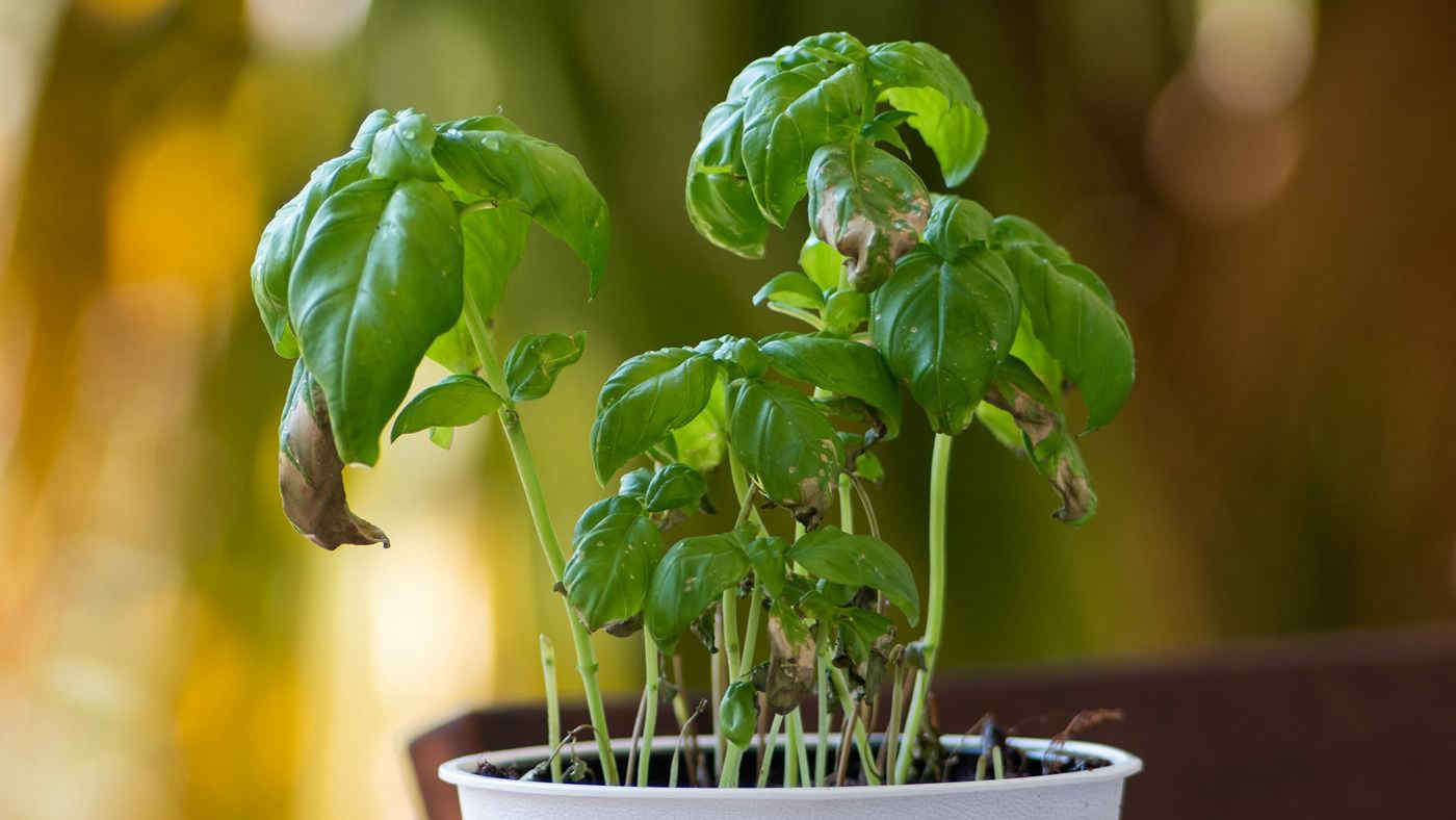 Come far riprendere le piante dopo il caldo, 5 consigli utili