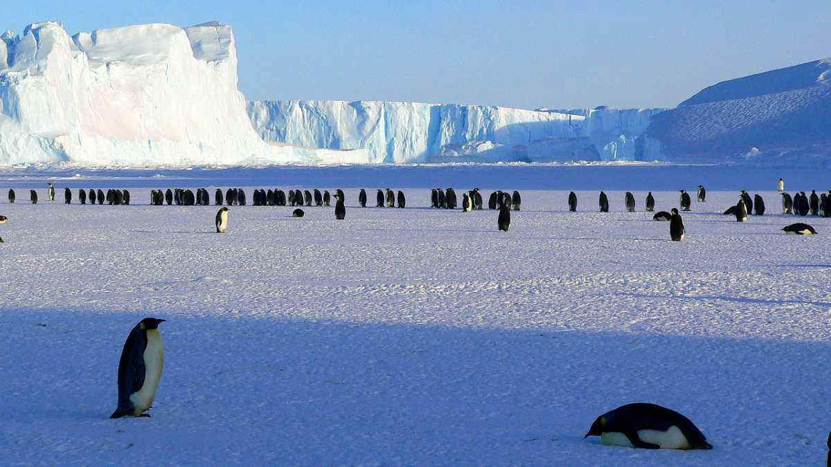 Allarme Antartide: il cambiamento climatico fa sciogliere il ghiaccio marino mettendo a rischio le colonie di pinguino imperatore