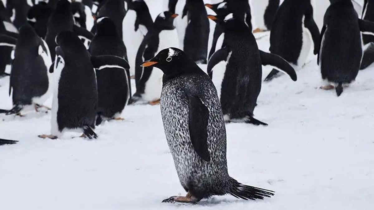 Avvistato in Antartide un pinguino maculato: l'animale è affetto da melanismo