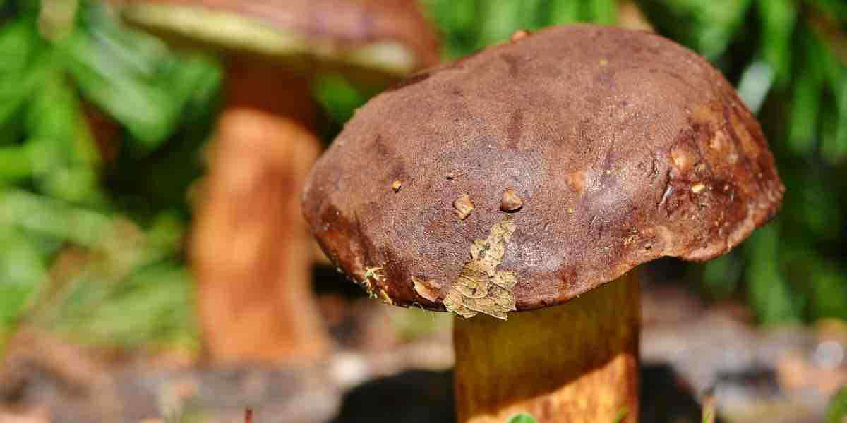Come conservare i funghi porcini anche oltre stagione? Ecco idee e ricette