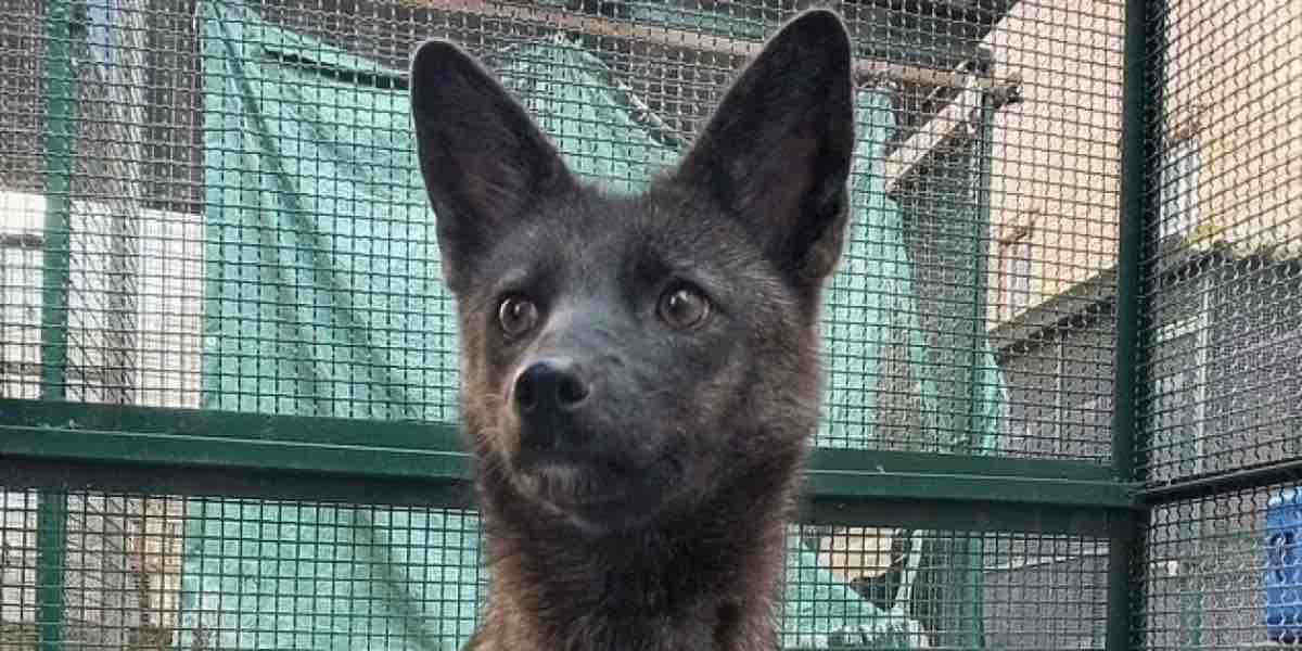 Un ibrido volpe cane scoperto in Brasile: la creatura è una minaccia per la fauna selvatica?