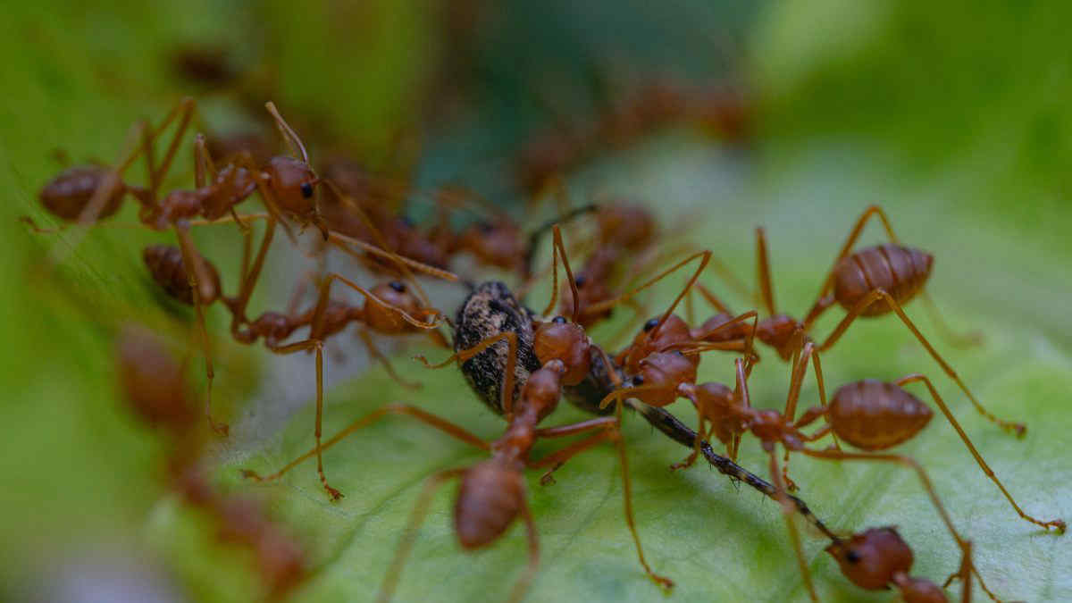 La formica di fuoco in Sicilia, una minaccia per la biodiversità